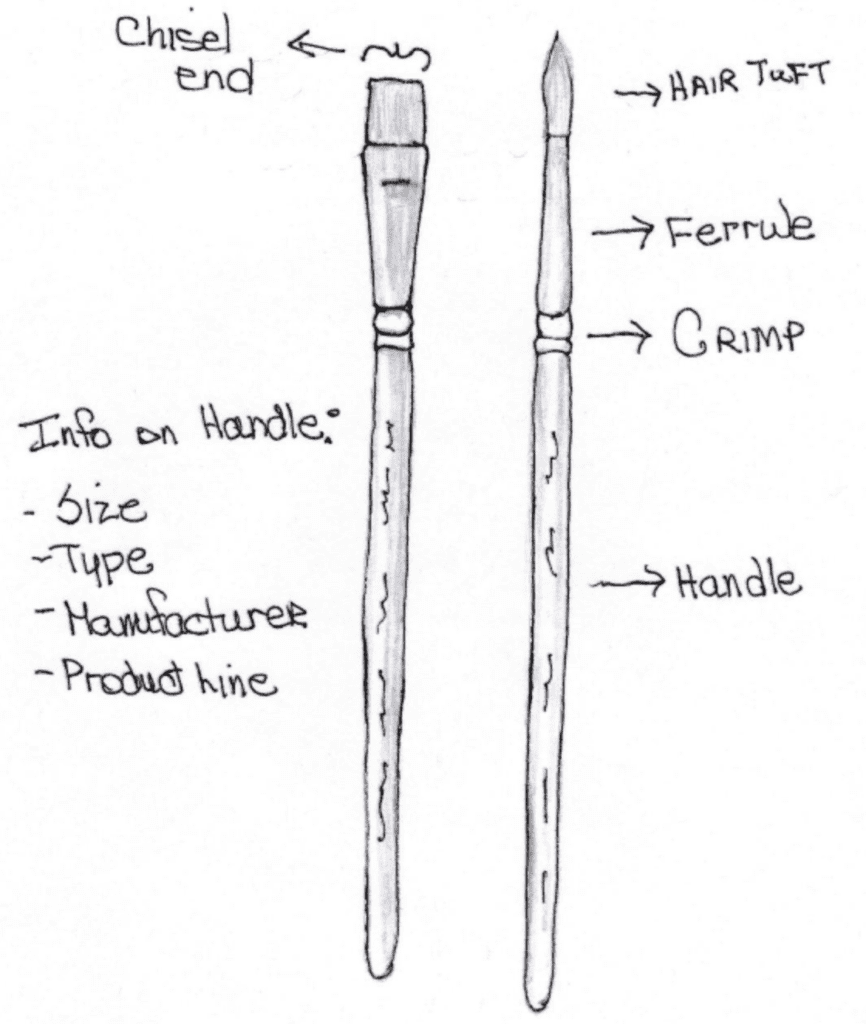 PAINT BRUSH ANATOMY DESCRIPTION 01