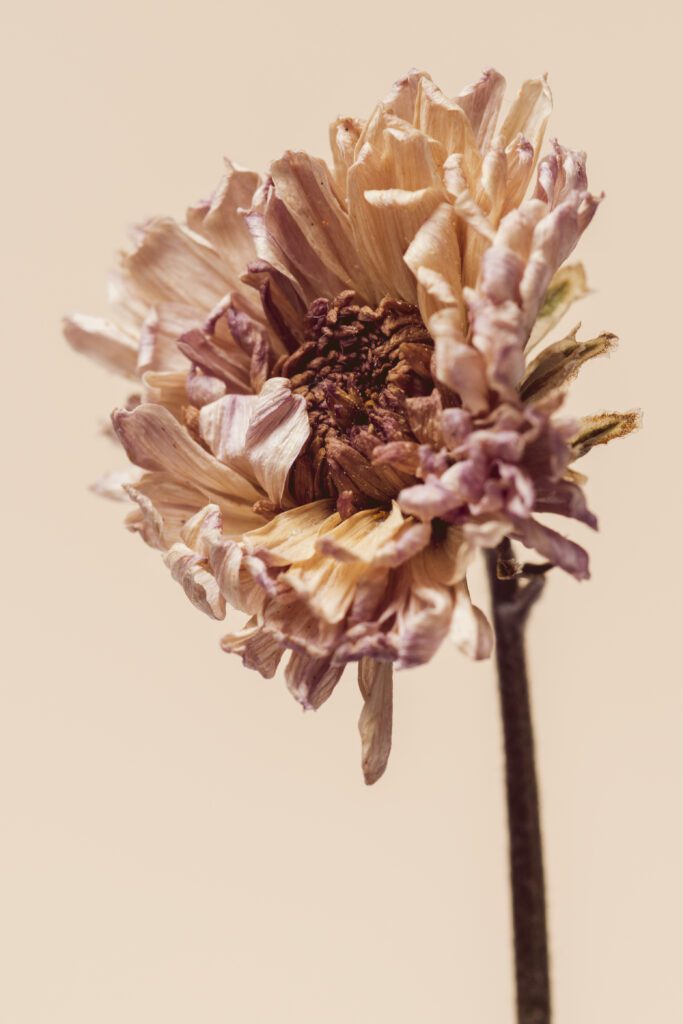 Dried chrysanthemum flower on a beige background