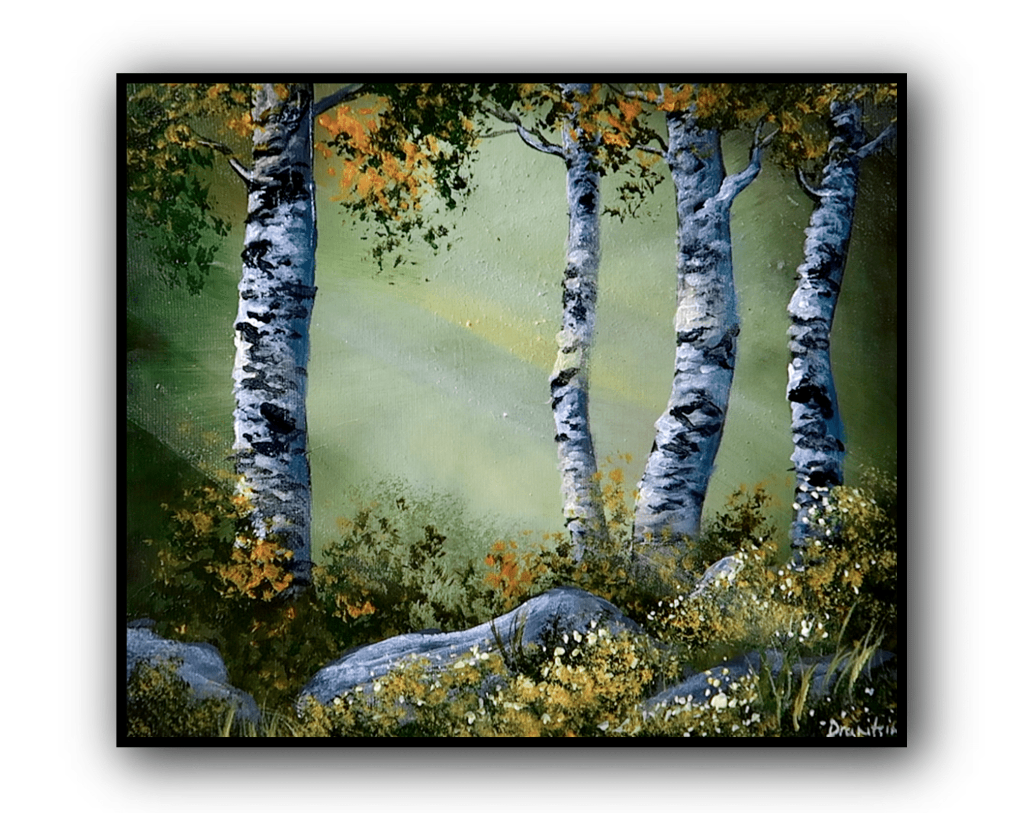 birch trees in sunlight